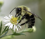 Bees